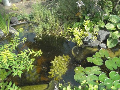 FG Teich in der Sonne I.JPG