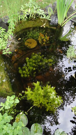 FG submerser Teichbereich.JPG