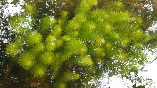 FG Tannenwedel Hippuris vulgaris.JPG