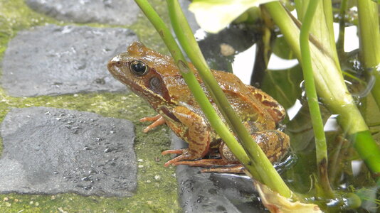 FG Ein Grasfrosch ist immer dabei ....JPG