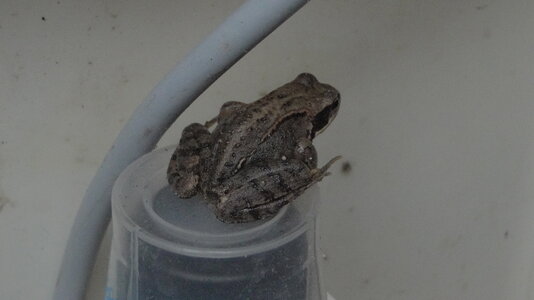FG Grasfrosch juv. I.JPG