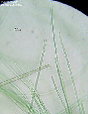 oscillatoria3.jpg