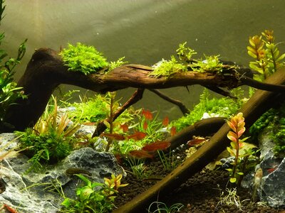 P1000649 dd.jpg