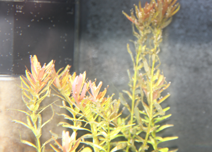 rotala.PNG