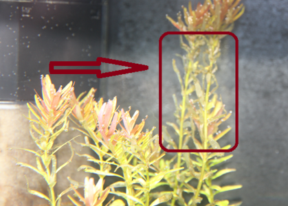 rotala.PNG