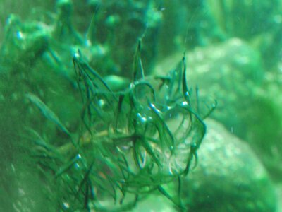 CIMG5150_verkleinert_6.jpg