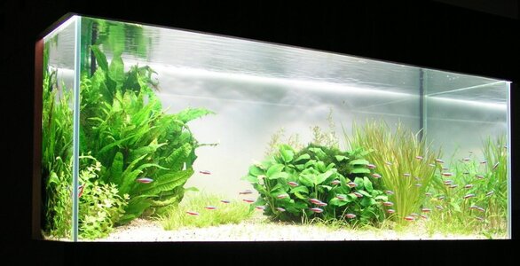 1 Aquarium6.10.12JPG.jpg