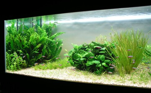 2 Aquarium6.10.12JPG.jpg
