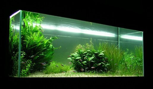4 Aquarium 6.10.12JPG.jpg