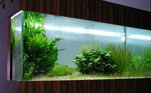 5 Aquarium6.10.12JPG.jpg