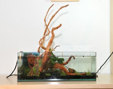 bonsai neu.jpg