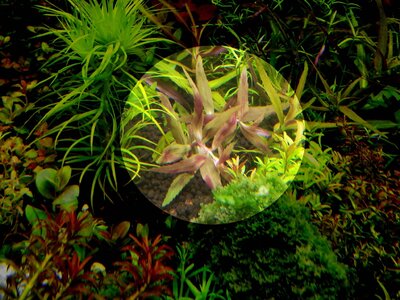 limnophila_belem_01.jpg