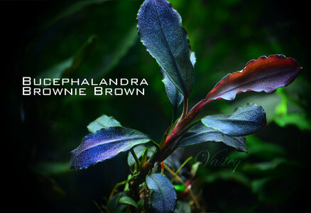 Brownie Brown.jpg