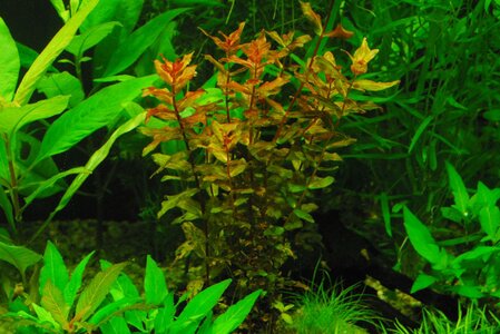 Rotala_F.jpg