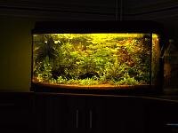 39094d1322308656t-112-liter-juwelaquarium-p1090658_50.jpg
