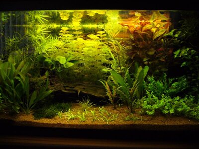 31813d1312373735-112-liter-juwelaquarium-p1090296.jpg