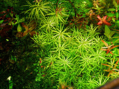 mexicana_occultliflora1.jpg