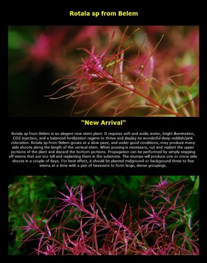NewPlants_Rotala sp_Popup.jpg
