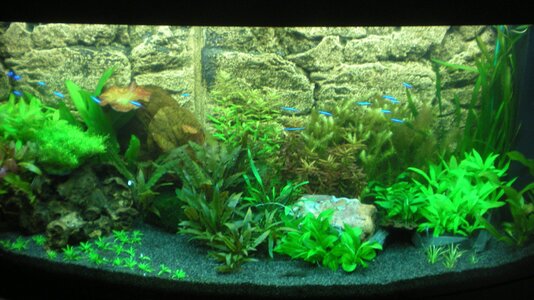 Aquarium 3.JPG
