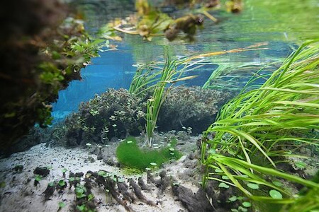 Ichetucknee River Lukhaup Hummel 3.jpg