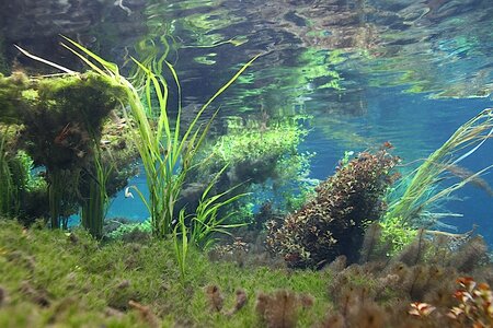 Ichetucknee River Lukhaup Hummel 5.jpg