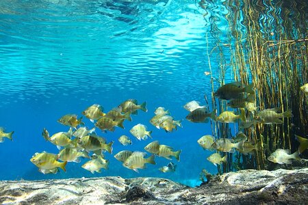 Rainbow River Florida Lukhaup Hummel 5.jpg