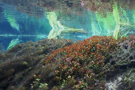 Ichetucknee River Lukhaup Hummel 4.jpg