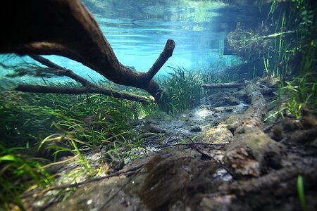 Ichetucknee River Lukhaup Hummel.jpg