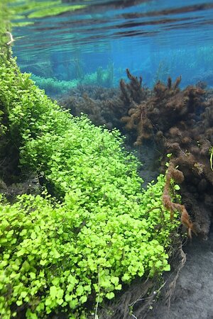 Ichetucknee River Lukhaup Hummel 6.jpg