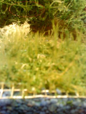 DSC05550.2.jpg
