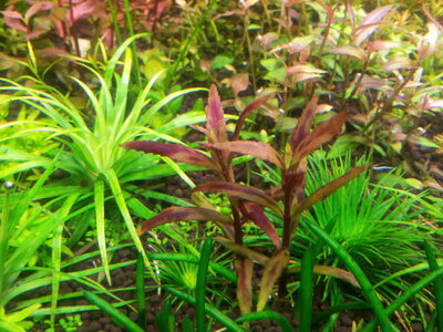 Limnophila Belem.jpg