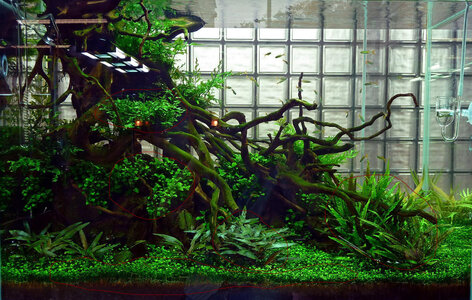 ada_galerie_aquascaping_02.jpg