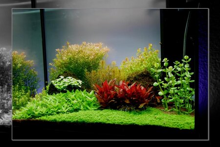 PhotoFancy_2045682_mid.jpg