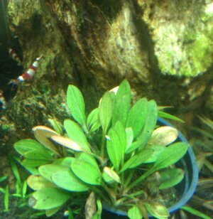 echinodorus.jpg