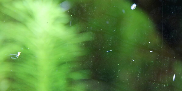 IMG_4768kl.JPG