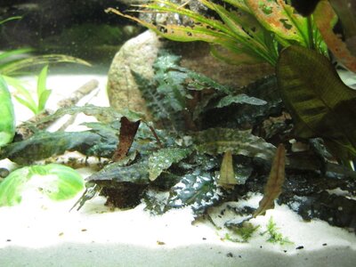 Cryptocoryne-klein.jpg