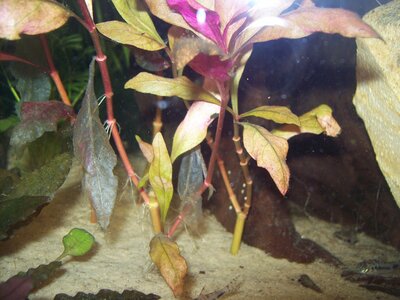 100_1495.JPG
