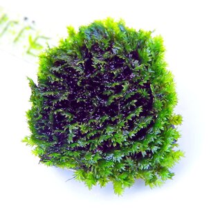 fissidens_malle_edit_crop.jpg