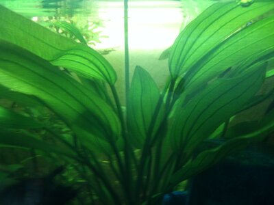 Echinodorus.JPG