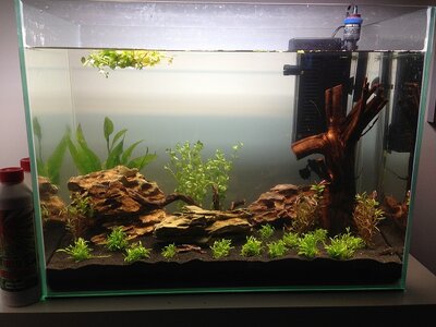 Aquascaping_1.jpg