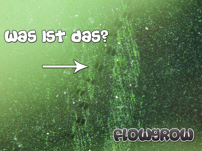 FlowgrowBilderrätsel.jpg