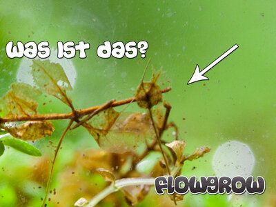 FlowgrowBilderrätsel3.jpg