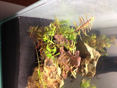 flowgrow dünger.jpg