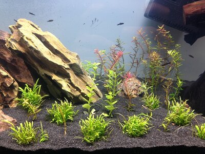 FLOWGROW PFLANZEN.jpg