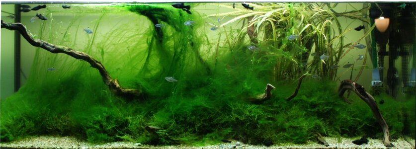 alge.JPG