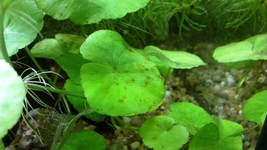 Hydrocotyle leucocephala 03.jpg