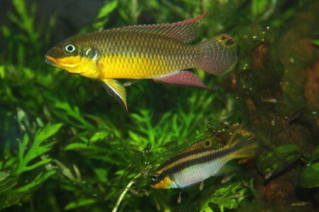 Pelvicachromis taeniatus_Bandewouri_.jpg