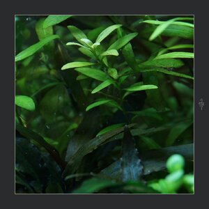 Hygrophila polysperma Sunset.JPG