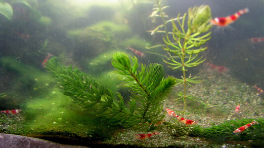 Ceratophyllum submersum.jpg