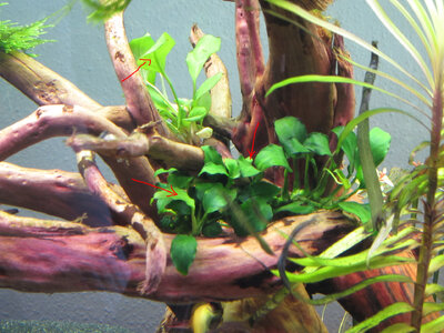 anubias.jpg